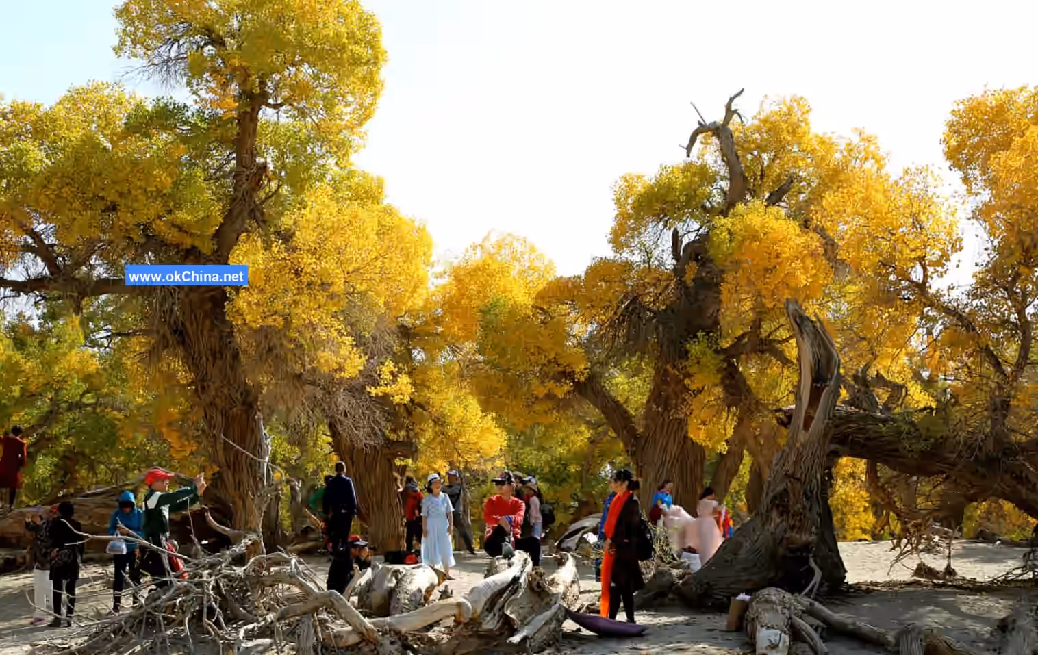 Populus Euphratica Tourist Area