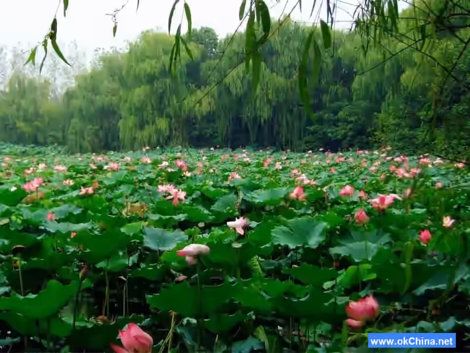 Qinhu Lake Tourist Area
